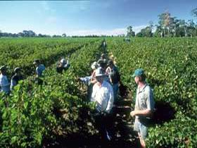 Padthaway Estate Winery - Hotel Accommodation 1