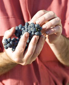 Brown Magpie Wines - Hotel Accommodation 0