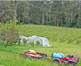 Peveril Vineyard/Beechy Berries - Hotel Accommodation 1