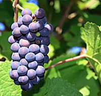 Tinderbox Vineyard - Hotel Accommodation