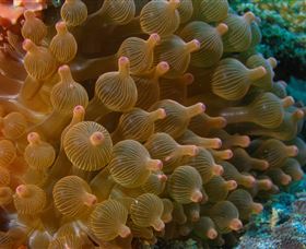 Coral Gardens Dive Site Mooloolaba - Hotel Accommodation 0