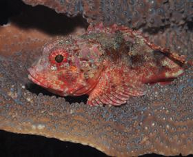 Coral Gardens Dive Site Mooloolaba - Hotel Accommodation 2