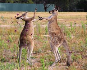 Inland Waters Holiday Parks Wyangala Waters - Hotel Accommodation 2