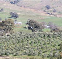 Wymah Organic Olives and Lambs