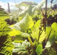 Punt Road Winery - Hotel Accommodation