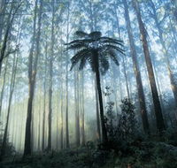 Yarra Ranges National Park - Hotel Accommodation