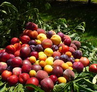 Rayner's Orchard - Hotel Accommodation
