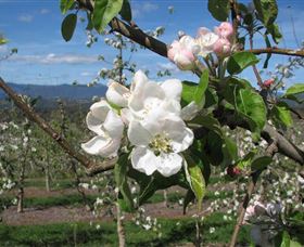 Batlow NSW Hotel Accommodation