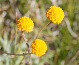 Billy Button Wines - Hotel Accommodation 2