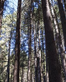 Sugarpine Walk - Hotel Accommodation 1