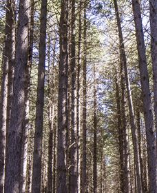 Sugarpine Walk - Hotel Accommodation 3