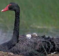 French Island Marine National Park - Hotel Accommodation