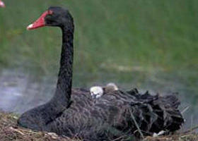 French Island Marine National Park - Hotel Accommodation 0