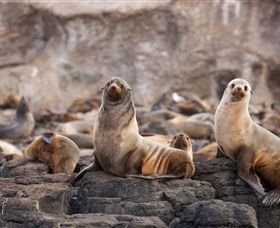 Phillip Island Nature Parks - Hotel Accommodation 1