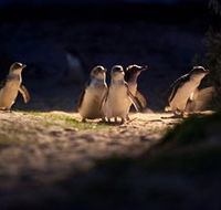 Phillip Island Nature Parks - Hotel Accommodation