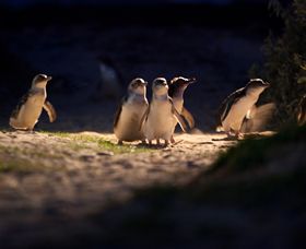 Phillip Island Nature Parks - Hotel Accommodation 0