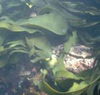 Churchill Island Marine National Park