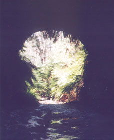 Glow Worm Tunnel - Hotel Accommodation 0