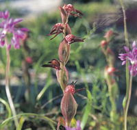 Carnamah-Eneabba Wildflower Drive - Hotel Accommodation