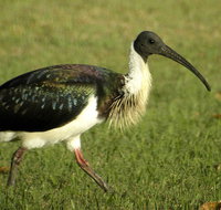 Toowoomba Water Bird Habitat - Hotel Accommodation
