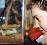 Canberra Reptile Zoo - Hotel Accommodation