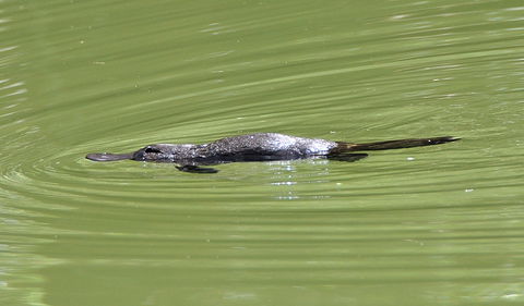 Jenolan River Walking Track - Hotel Accommodation 1