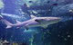 SEA LIFE Sydney Aquarium - thumb 0