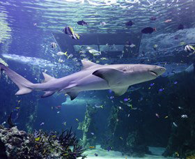 SEA LIFE Sydney Aquarium - Hotel Accommodation 0