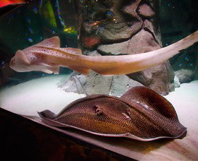 SEA LIFE Sydney Aquarium - Hotel Accommodation 4