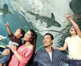 SEA LIFE Sydney Aquarium - Hotel Accommodation 7