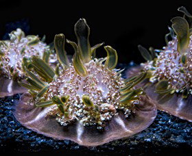 SEA LIFE Sydney Aquarium - Hotel Accommodation 8