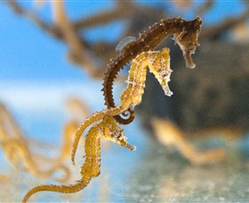 SEA LIFE Sydney Aquarium - Hotel Accommodation 6
