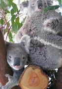Cohunu Koala Park - Hotel Accommodation 1