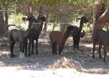 Cohunu Koala Park - Hotel Accommodation 2
