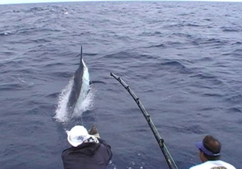 Amokura Charters - Hotel Accommodation 0