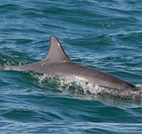 Byron Bay Dolphin Wildlife Tours - Hotel Accommodation