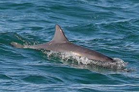 Byron Bay Dolphin Wildlife Tours - Hotel Accommodation 0