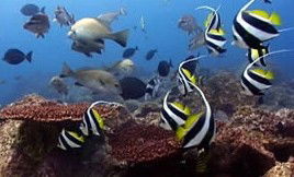 Byron Bay Dolphin Wildlife Tours - Hotel Accommodation 3