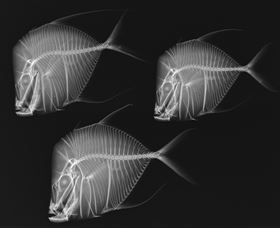 X-Ray Vision: Fish Inside Out - Hotel Accommodation 0
