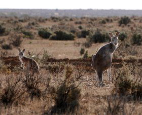 Silver City Tours - Hotel Accommodation 1