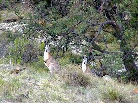 Saunders Gorge Sanctuary - Hotel Accommodation 2