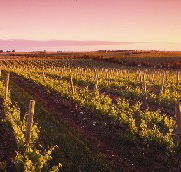 Ralph Fowler Wines - Hotel Accommodation
