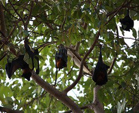 Manngarre Rainforest Walk - Hotel Accommodation 0