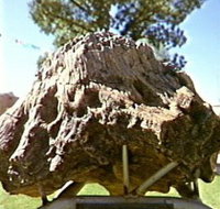 Fossilised Tree - Hotel Accommodation