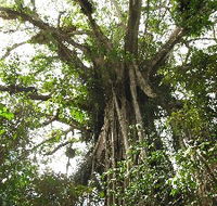 Cathedral Fig Tree - Hotel Accommodation
