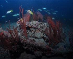 Lady Bowen Dive Site - Hotel Accommodation 3