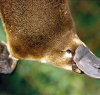 Eungella National Park