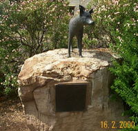 Dingo Statue - Hotel Accommodation