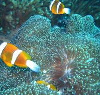 Davies Reef Dive Site - Hotel Accommodation