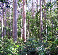 Cathu State Forest - Hotel Accommodation